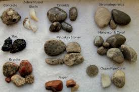 Beachgoers Guide To Lake Michigan Fossils And Rocks Field