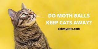 do moth keep cats away