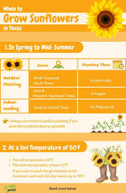 When To Plant Sunflowers In Texas For