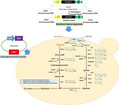 activation of cryptic xylose metabolism
