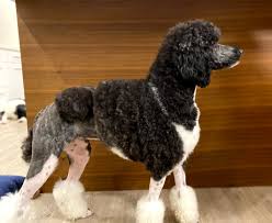 poodle colours soletree poodles learn