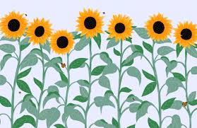 Sunflower Erfly Wallpaper Mural