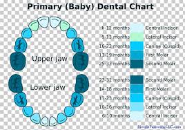 Deciduous Teeth Human Tooth Diagram Chart Png Clipart
