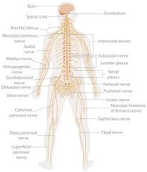 Central nervous system (cns) functions, parts, and locations. Nervous System Wikipedia