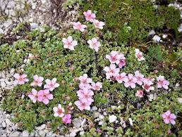 Potentilla nitida - Alpine Garden Society