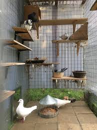 An Aviary For Rescued Pigeons