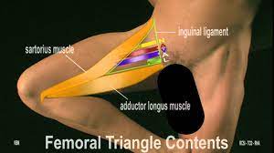The thigh bears much of the load of the body's weight when a person is upright. Surface Anatomy Anterior Thigh 2d Youtube