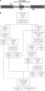 Flow Chart For Dna Extraction And Its Sequencing Of Molds As