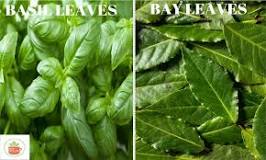 Is a bay leaf the same as basil?