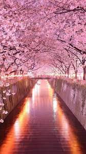 anese sakura trees
