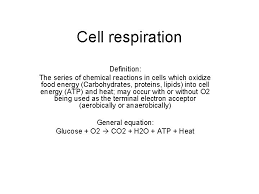 Cell Respiration Definition The Series