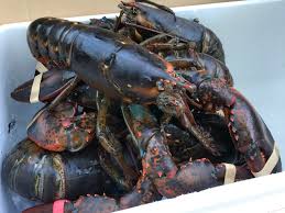 maine leaders caution lobster crisis