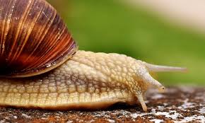 does salt kill snails truth revealed