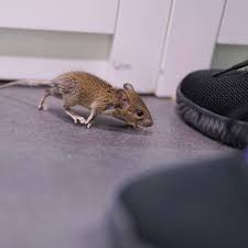 how to keep mice away for good family
