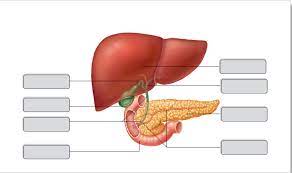 Don't forget to share this picture with others via facebook, twitter, pinterest or other social medias! Labeling Liver Pancreas Gallbladder Diagram Quizlet