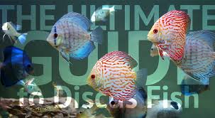 The Ultimate Guide To Discus Fish The Ifish Store