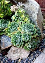 Outdoor Succulent Garden Ideas