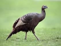 what-do-a-real-turkey-look-like