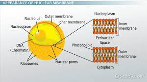 In eukaryotic cells, which have a nucleus, the cytoplasm is everything between the plasma membrane and the nuclear envelope. Nuclear Membrane Function Structure What Is A Nuclear Membrane Video Lesson Transcript Study Com