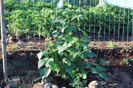 how to grow lima and er beans in