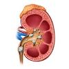The kidneys are located at the rear wall of the abdominal cavity just above the waistline and are protected by the ribcage. 1
