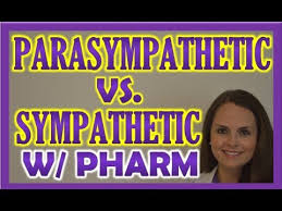Sympathetic And Parasympathetic Nervous System Autonomic Anatomy Pharmacology Nursing