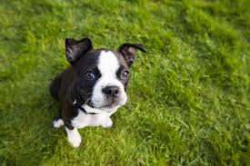 boston terrier breed facts personality