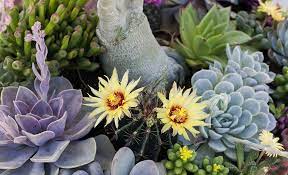 Best Succulents For Your Garden The