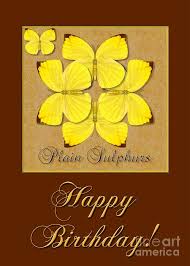 Maybe you would like to learn more about one of these? Plain Sulphur Butterfly Birthday Card Greeting Card For Sale By Melissa A Benson