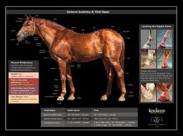Horse Anatomy Posters