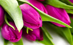 mobile wallpaper tulip pink flower