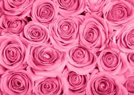 pink roses wallpaper images search