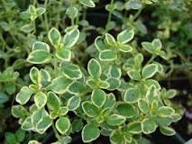 What is another name for lemon thyme?