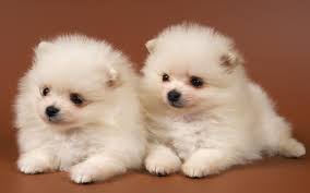 cute baby dogs wallpapers wallpaper cave