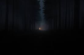 dark forest backgrounds