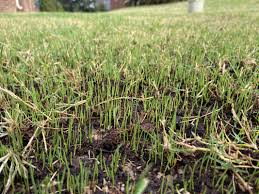 fix peat moss from mini washout