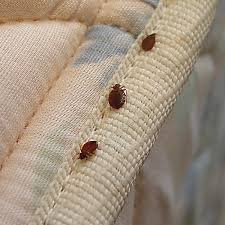 how to avoid bed bugs when you travel