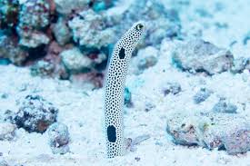 spotted garden eel heteroconger