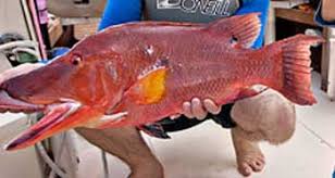 Saltwater Fish Species South Atlantic Gulf Of Mexico And