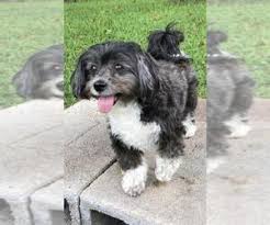 It's also free to list your available puppies and litters on our site. Puppyfinder Com Havanese Dogs For Adoption Near Me In Florida Usa Page 1 Displays 10