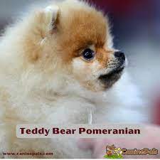 teddy bear pomeranian details canine pals