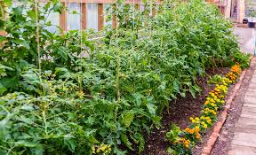 Companion Planting For Growing