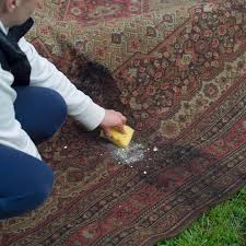 remove cat urine odor from carpet