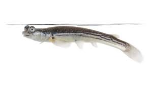 Golongan hewan yang bertelur biasanya tidak mempunyai daun telinga. Ikan Hias Air Tawar Yang Mudah Beranak Dan Menguntungkan