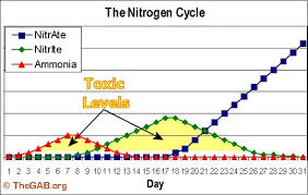 Nitrogen Cycle Nitrogen Cycle Aquarium Maintenance