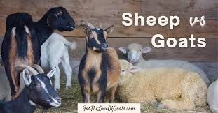 sheep vs goats the thrifty homesteader