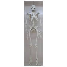 Human Skeleton Anatomy Models Tilak