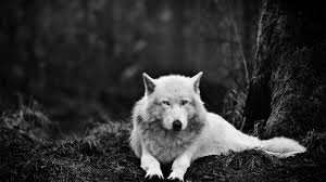 Download gray wolf desktop & mobile backgrounds, photos in hd, 4k high quality resolutions from category animals & birds with id. Black And White Wolf Wallpapers Top Free Black And White Wolf Backgrounds Wallpaperaccess