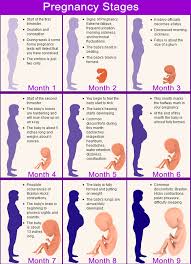 Quick Facts About Each Stage Of The Pregnancy Calendar