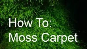 how to make a java moss carpet
